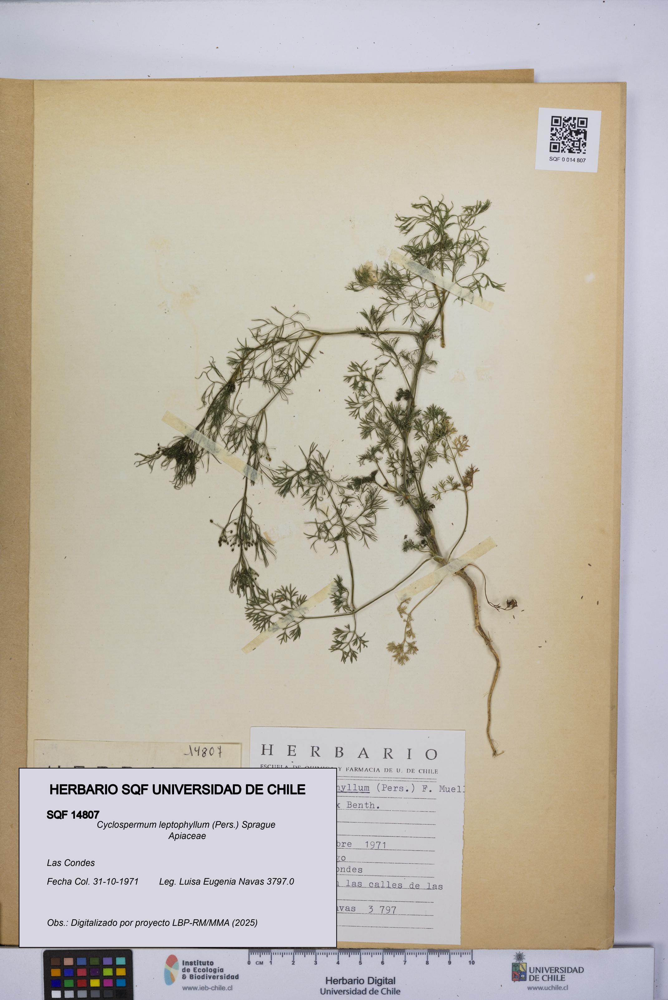 Cyclospermum leptophyllum [Espécimen: UCH:SQF:0014807]