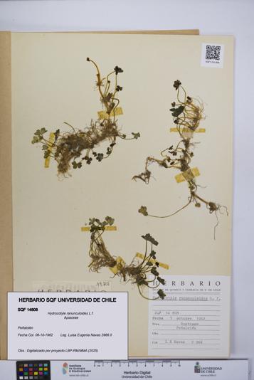 Hydrocotyle ranunculoides [Espécimen: UCH:SQF:0014808]