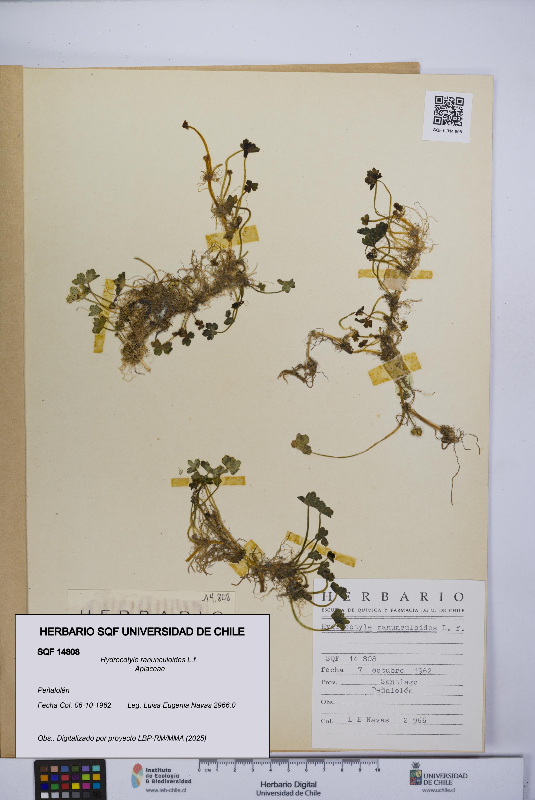 Hydrocotyle ranunculoides [Espécimen: UCH:SQF:0014808]