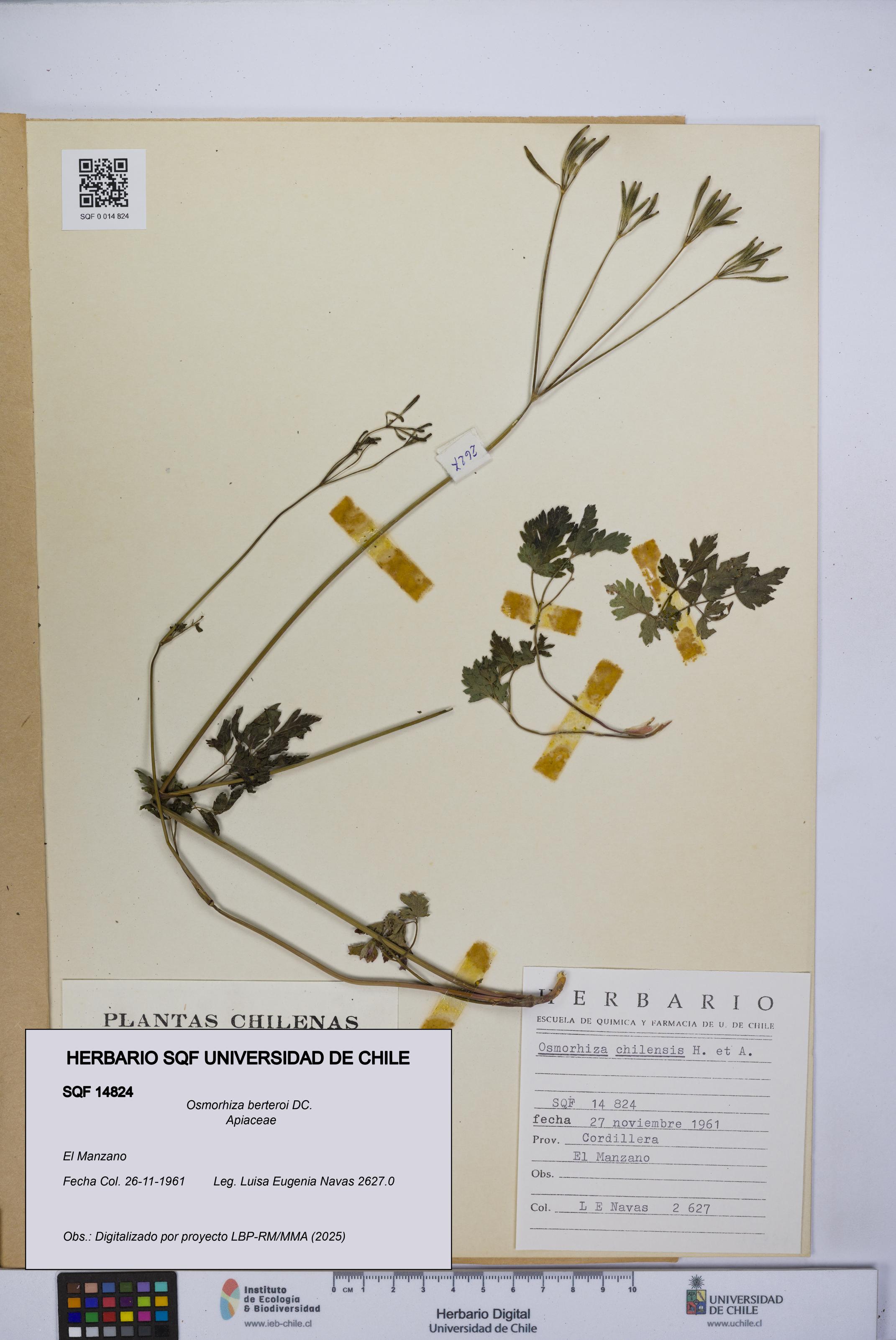 Osmorhiza berteroi [Espécimen: UCH:SQF:0014824]