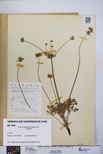 Sanicula graveolens [Espécimen: UCH:SQF:0014830]