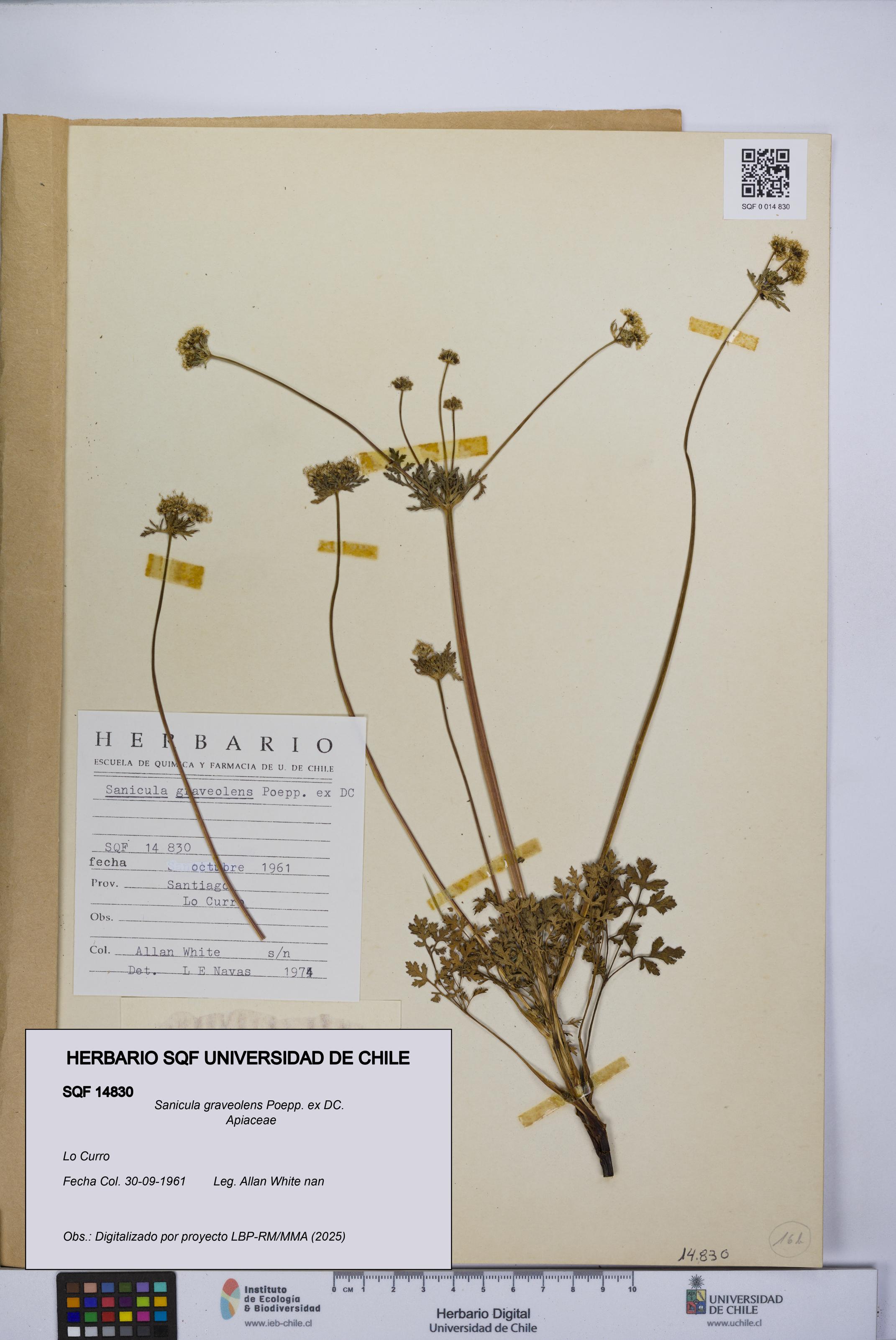 Sanicula graveolens [Espécimen: UCH:SQF:0014830]