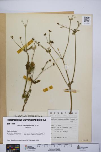 Sanicula crassicaulis [Espécimen: UCH:SQF:0014831]