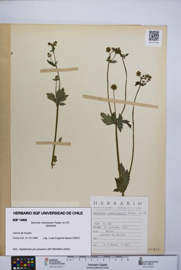 Sanicula crassicaulis [Espécimen: UCH:SQF:0014832]