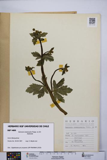 Sanicula crassicaulis [Espécimen: UCH:SQF:0014833]