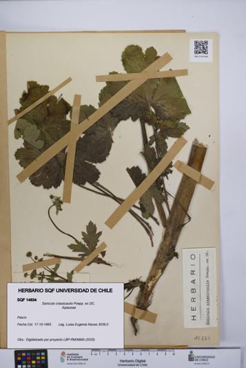 Sanicula crassicaulis [Espécimen: UCH:SQF:0014834]