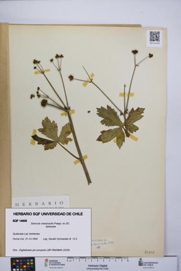 Sanicula crassicaulis [Espécimen: UCH:SQF:0014835]