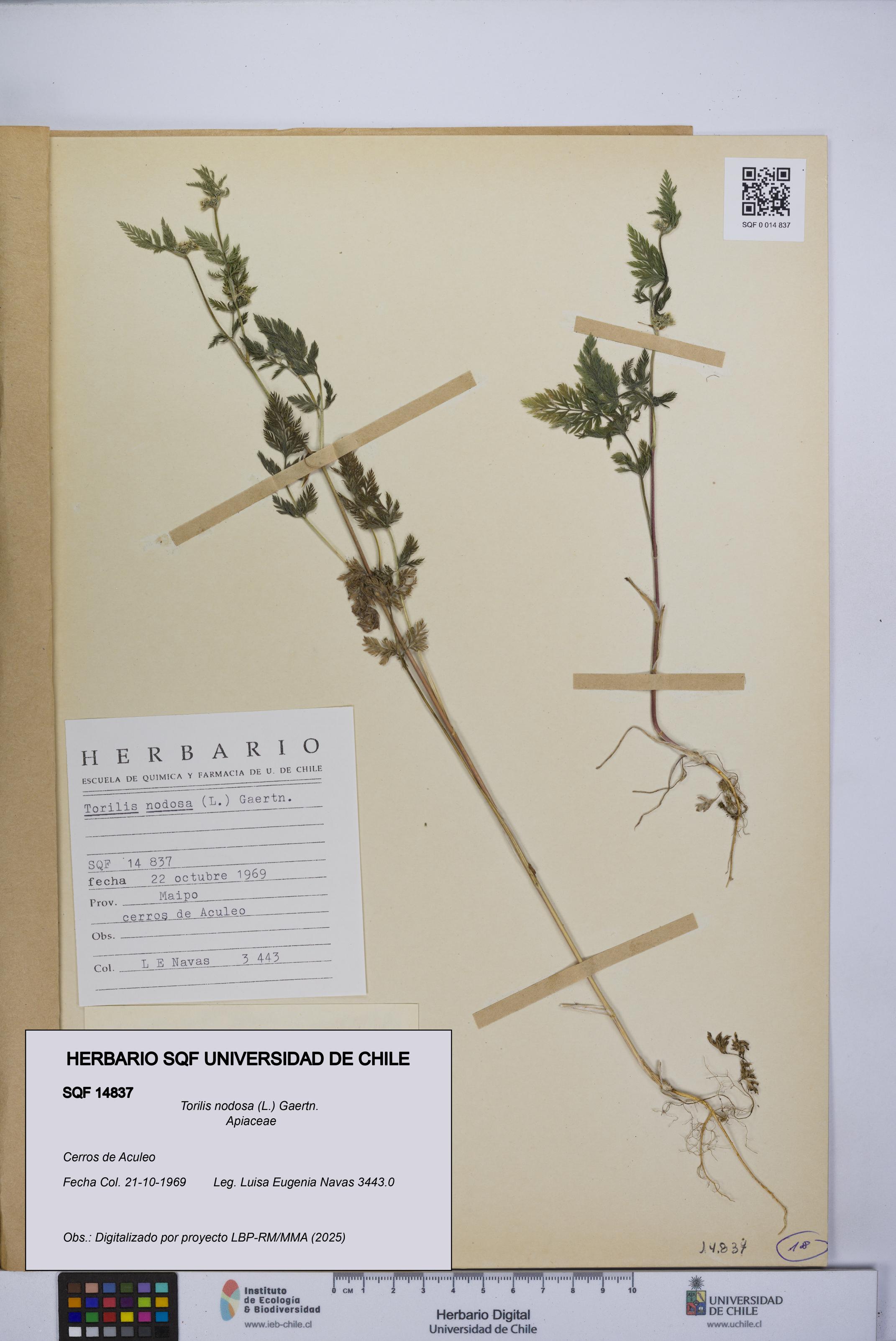 Torilis nodosa [Espécimen: UCH:SQF:0014837]