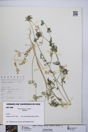 Torilis nodosa [Espécimen: UCH:SQF:0014838]