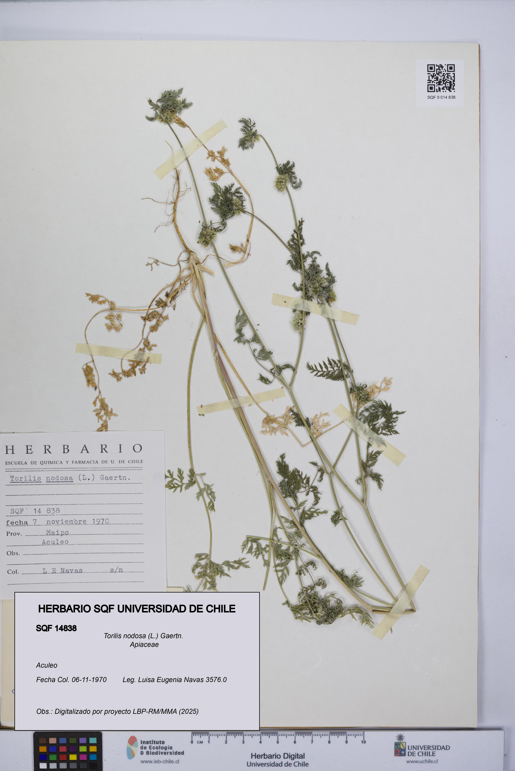 Torilis nodosa [Espécimen: UCH:SQF:0014838]