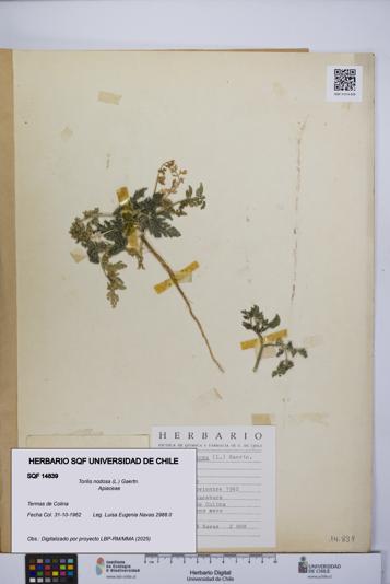 Torilis nodosa [Espécimen: UCH:SQF:0014839]