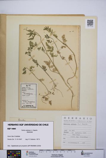 Torilis nodosa [Espécimen: UCH:SQF:0014840]
