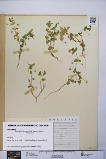 Lysimachia arvensis [Espécimen: UCH:SQF:0014852]