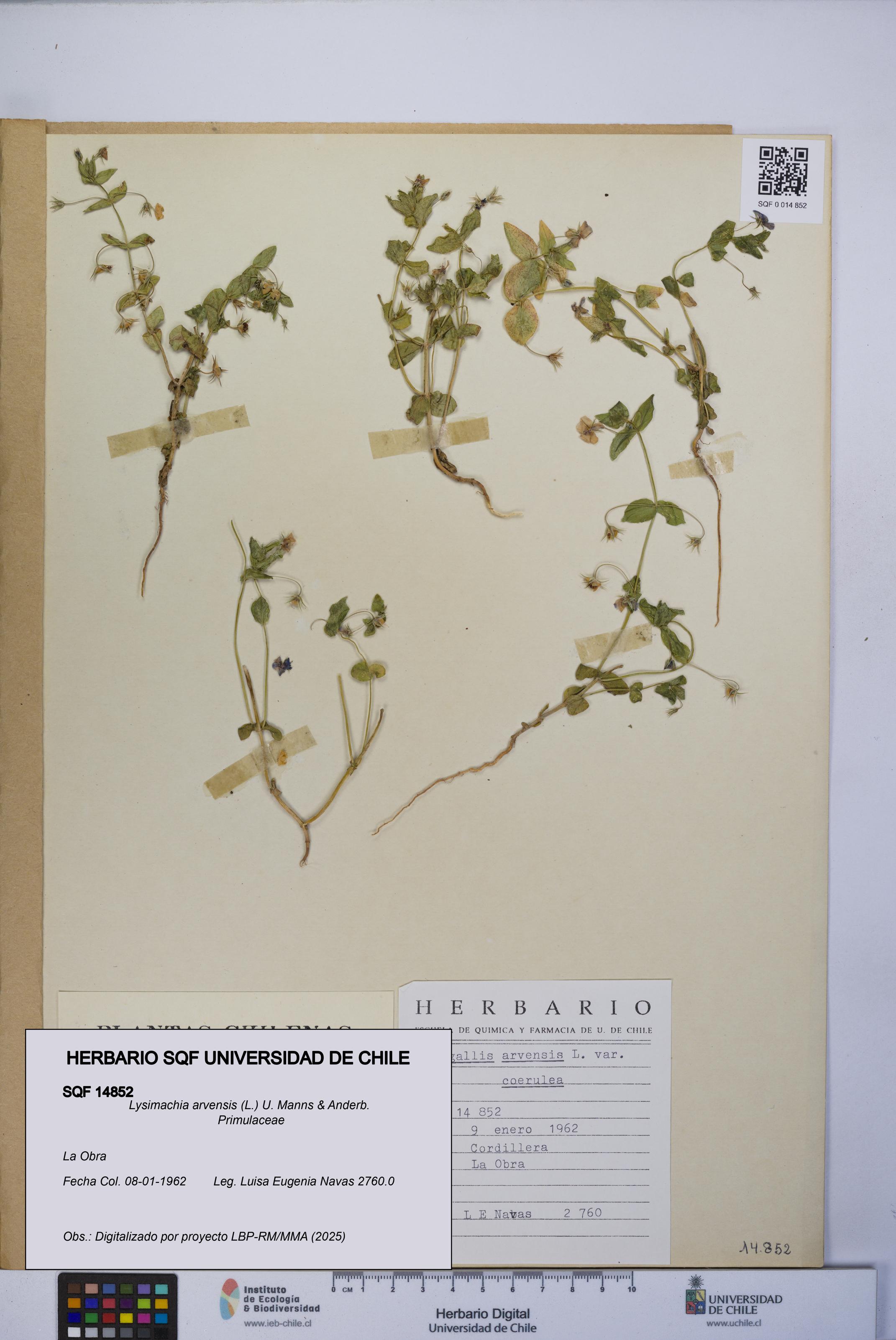 Lysimachia arvensis [Espécimen: UCH:SQF:0014852]