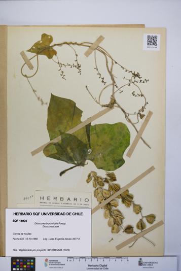 Dioscorea bryoniifolia [Espécimen: UCH:SQF:0014904]