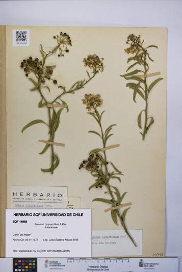 Solanum crispum [Espécimen: UCH:SQF:0014993]
