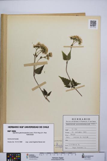 Ageratina glechonophylla [Espécimen: UCH:SQF:0015054]