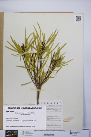 Colliguaja integerrima [Espécimen: UCH:SQF:0015090]