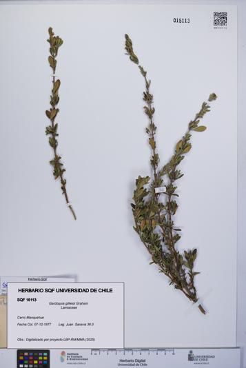 Gardoquia gilliesii [Espécimen: UCH:SQF:0015113]