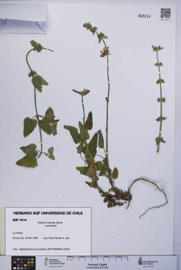 Stachys macraei [Espécimen: UCH:SQF:0015114]