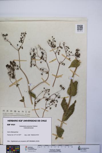 Calceolaria purpurea [Espécimen: UCH:SQF:0015121]