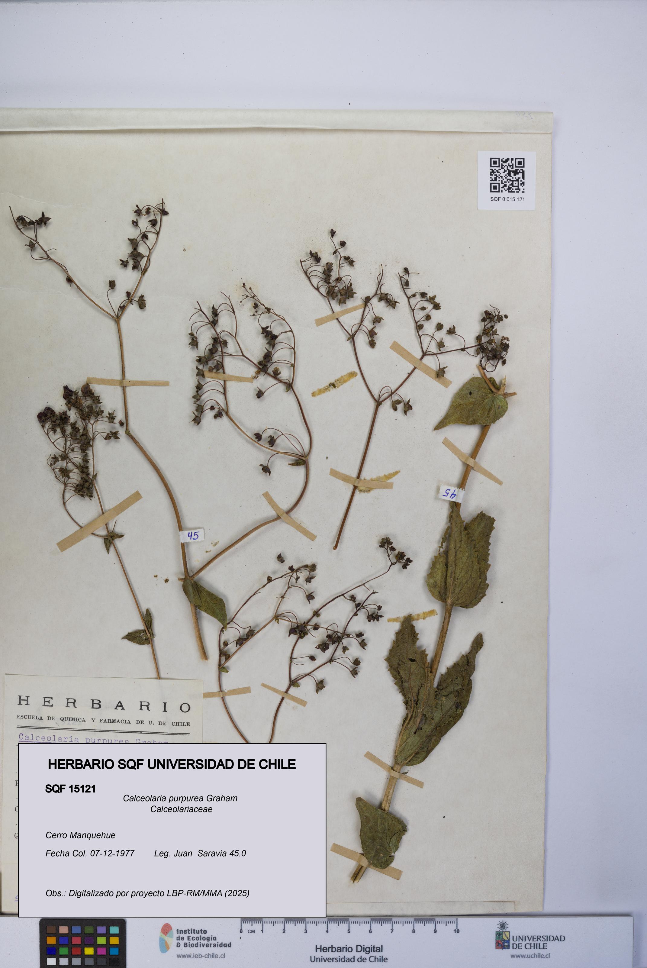 Calceolaria purpurea [Espécimen: UCH:SQF:0015121]