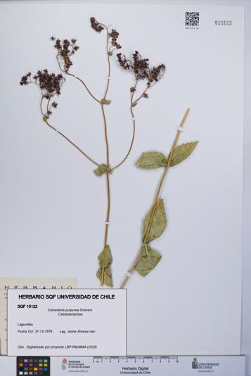 Calceolaria purpurea [Espécimen: UCH:SQF:0015122]