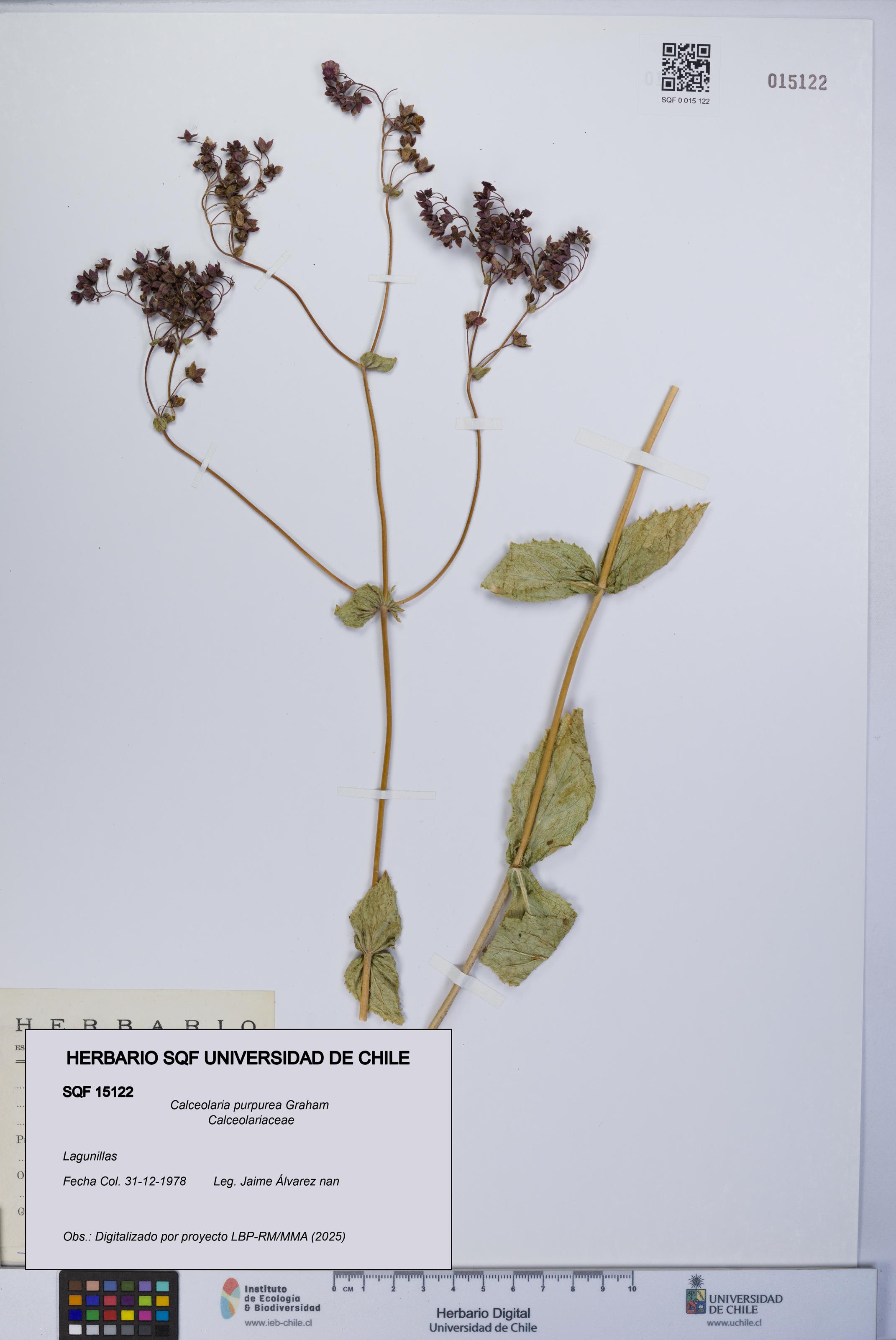 Calceolaria purpurea [Espécimen: UCH:SQF:0015122]