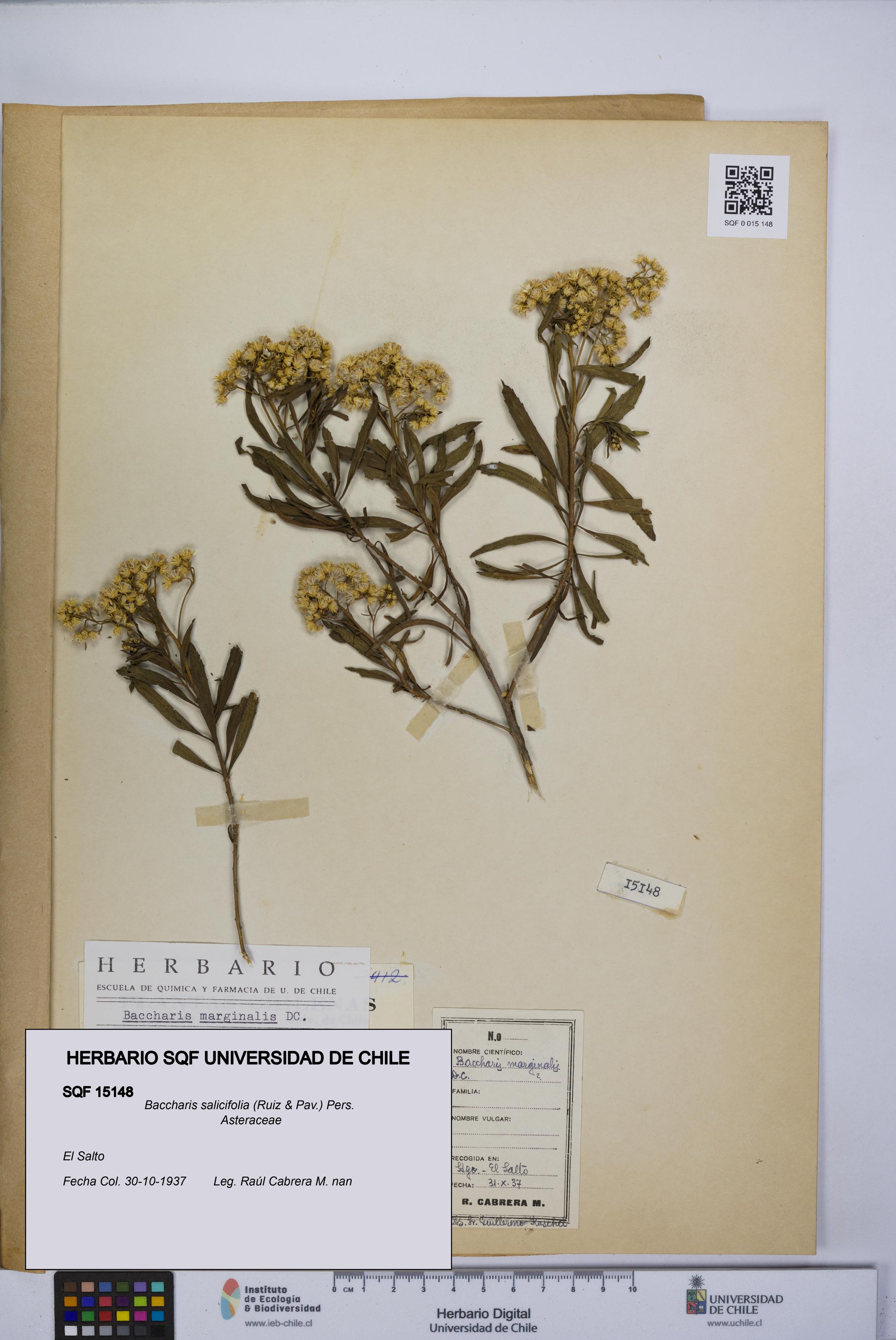 Baccharis salicifolia [Espécimen: UCH:SQF:0015148]