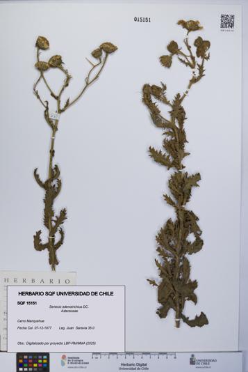 Senecio adenotrichius [Espécimen: UCH:SQF:0015151]