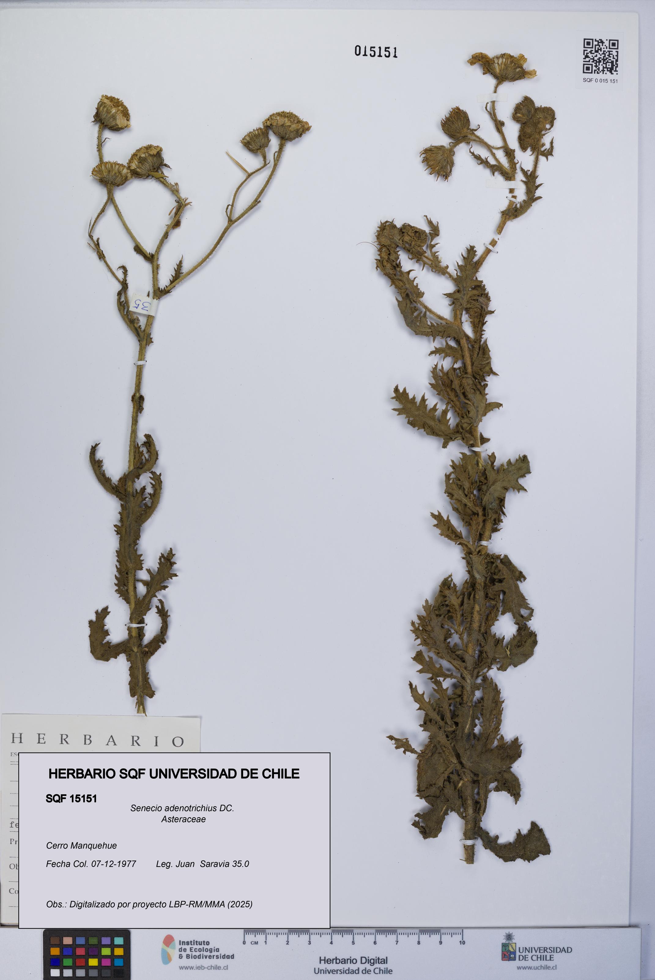 Senecio adenotrichius [Espécimen: UCH:SQF:0015151]