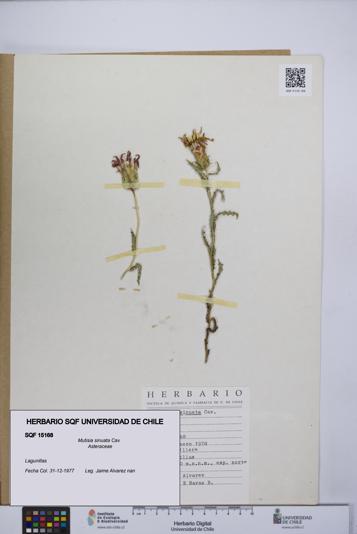 Mutisia sinuata [Espécimen: UCH:SQF:0015168]