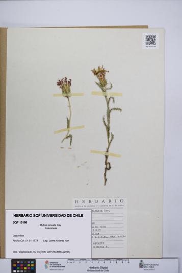 Mutisia sinuata [Espécimen: UCH:SQF:0015168]