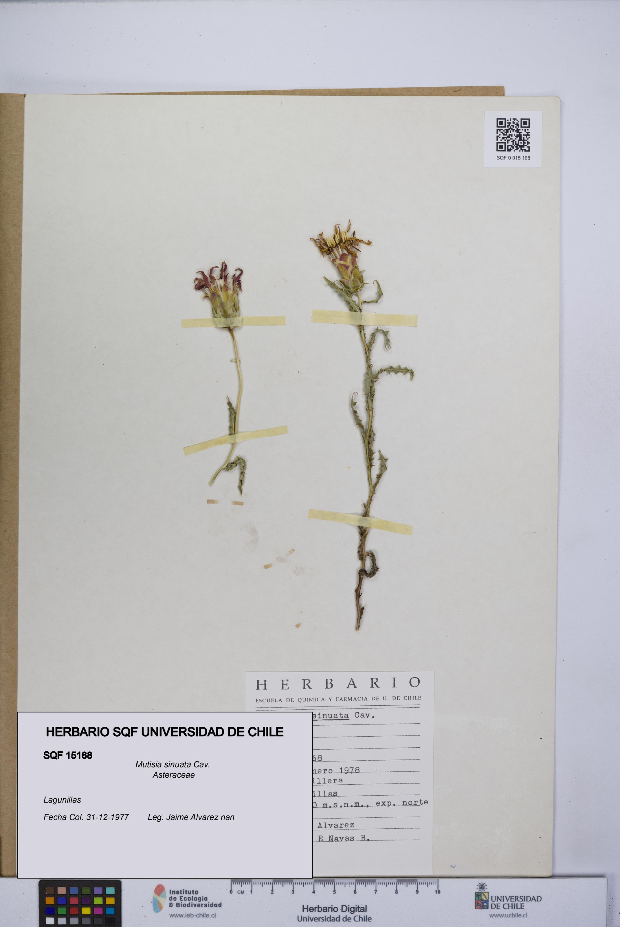 Mutisia sinuata [Espécimen: UCH:SQF:0015168]