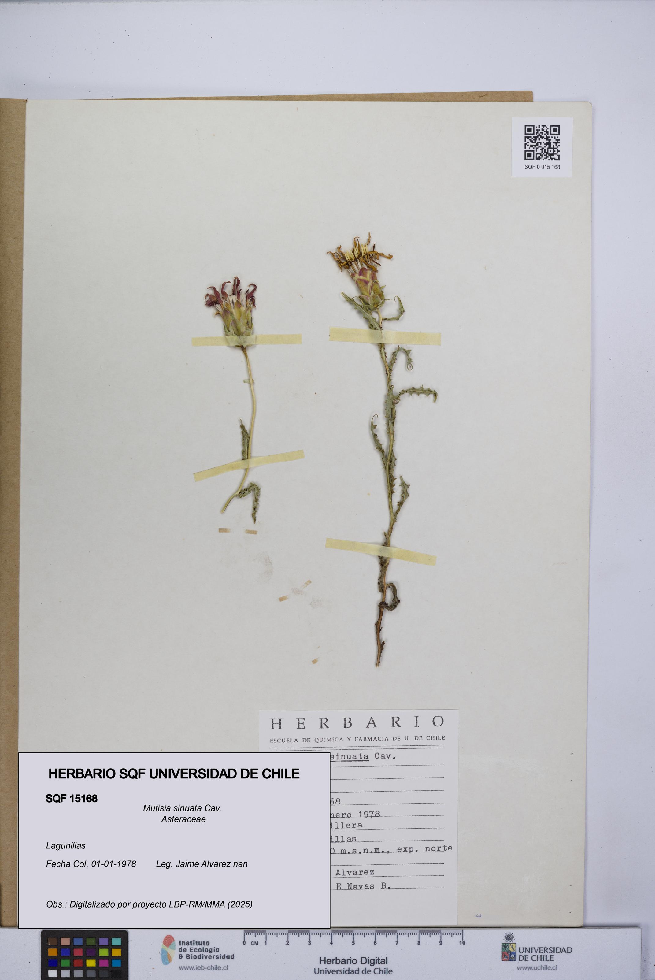 Mutisia sinuata [Espécimen: UCH:SQF:0015168]