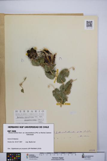 Mutisia ilicifolia var. decandolleana [Espécimen: UCH:SQF:0015209]