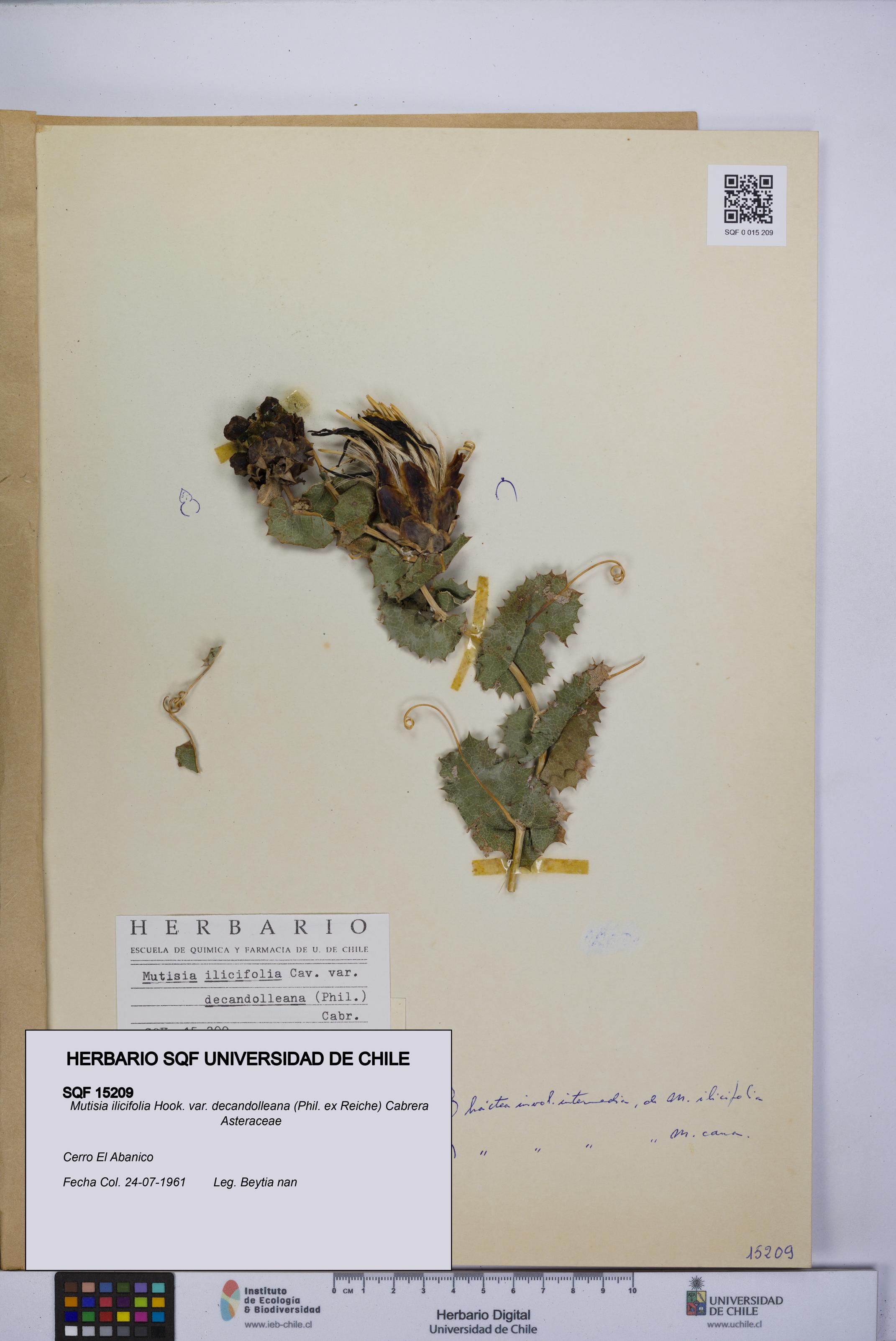 Mutisia ilicifolia [Espécimen: UCH:SQF:0015209]