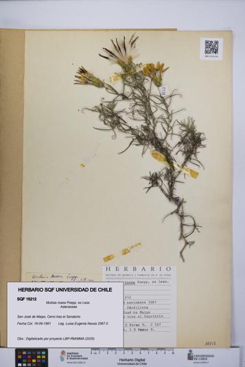 Mutisia rosea [Espécimen: UCH:SQF:0015212]