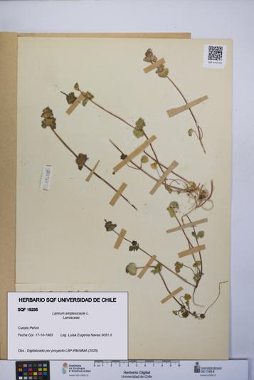 Lamium amplexicaule [Espécimen: UCH:SQF:0015235]
