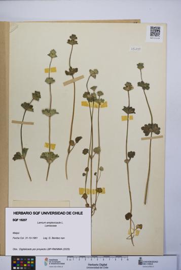 Lamium amplexicaule [Espécimen: UCH:SQF:0015237]