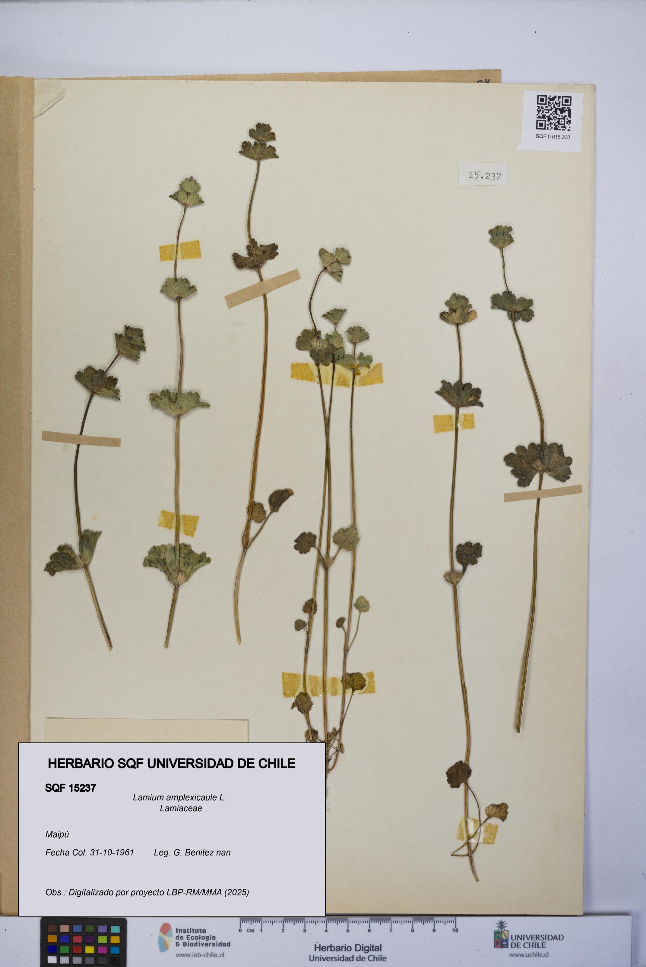 Lamium amplexicaule [Espécimen: UCH:SQF:0015237]