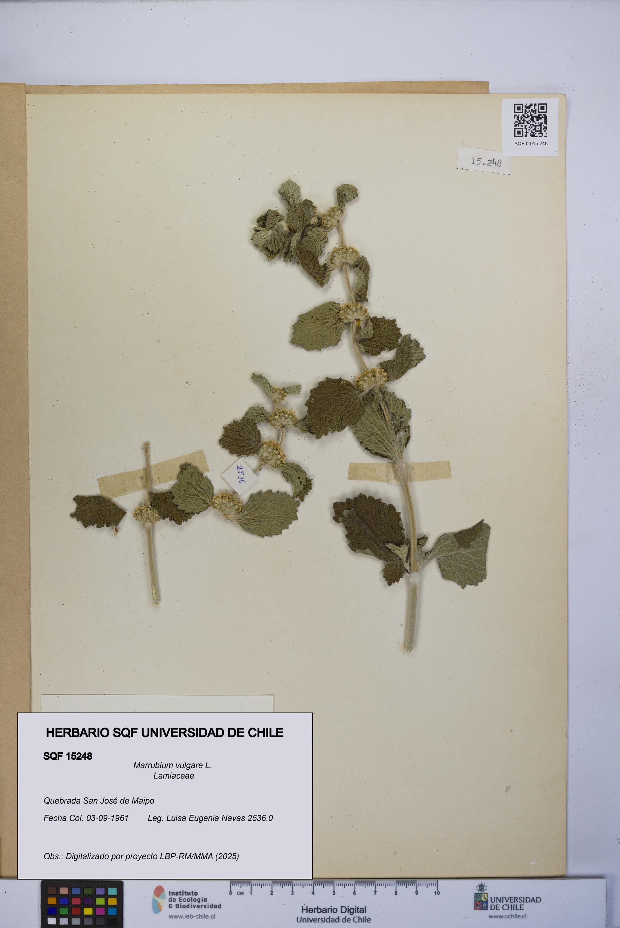 Marrubium vulgare [Espécimen: UCH:SQF:0015248]