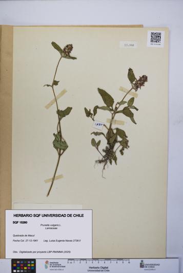 Prunella vulgaris [Espécimen: UCH:SQF:0015260]