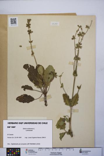 Salvia verbenaca [Espécimen: UCH:SQF:0015267]