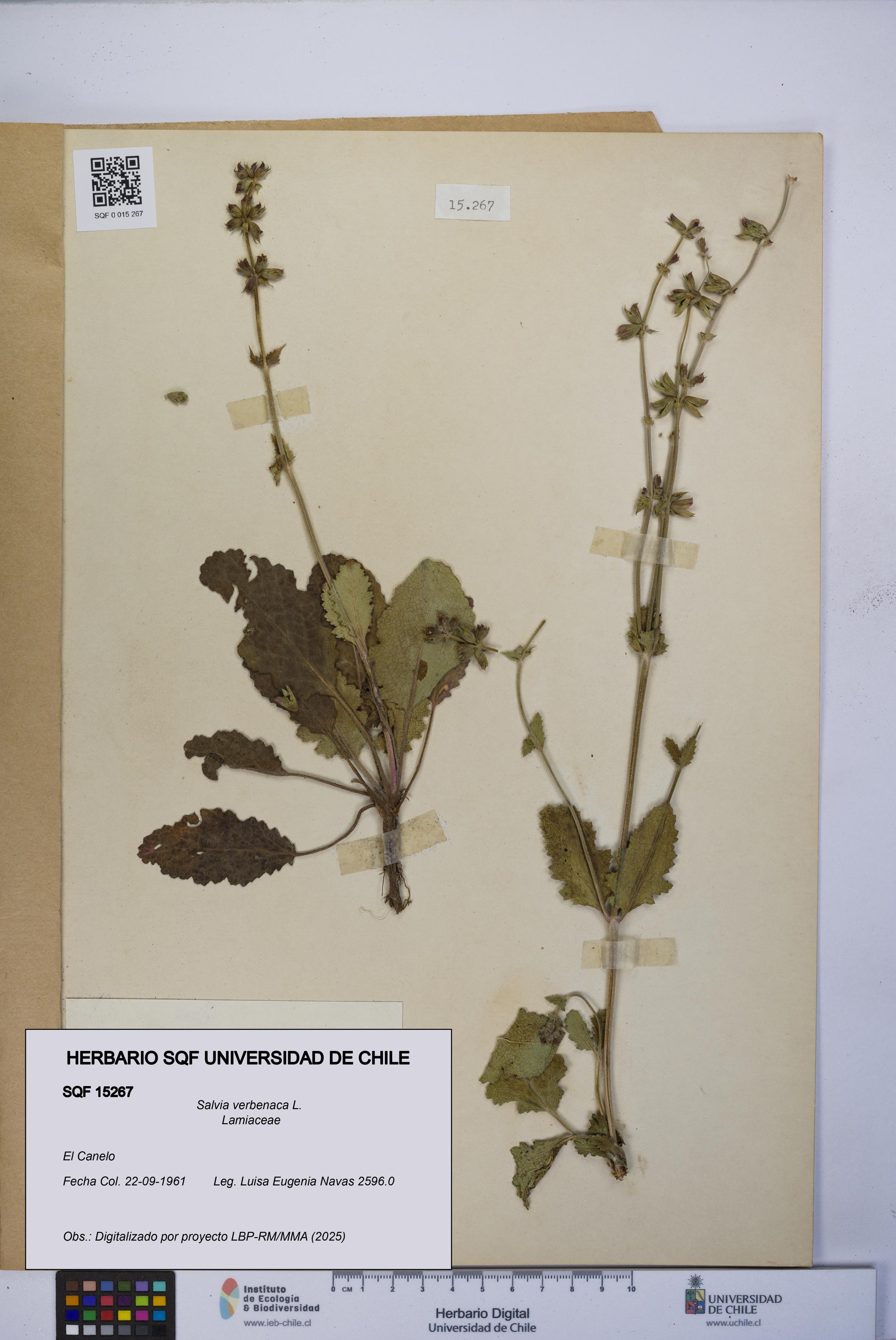 Salvia verbenaca [Espécimen: UCH:SQF:0015267]
