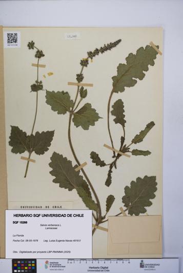 Salvia verbenaca [Espécimen: UCH:SQF:0015268]