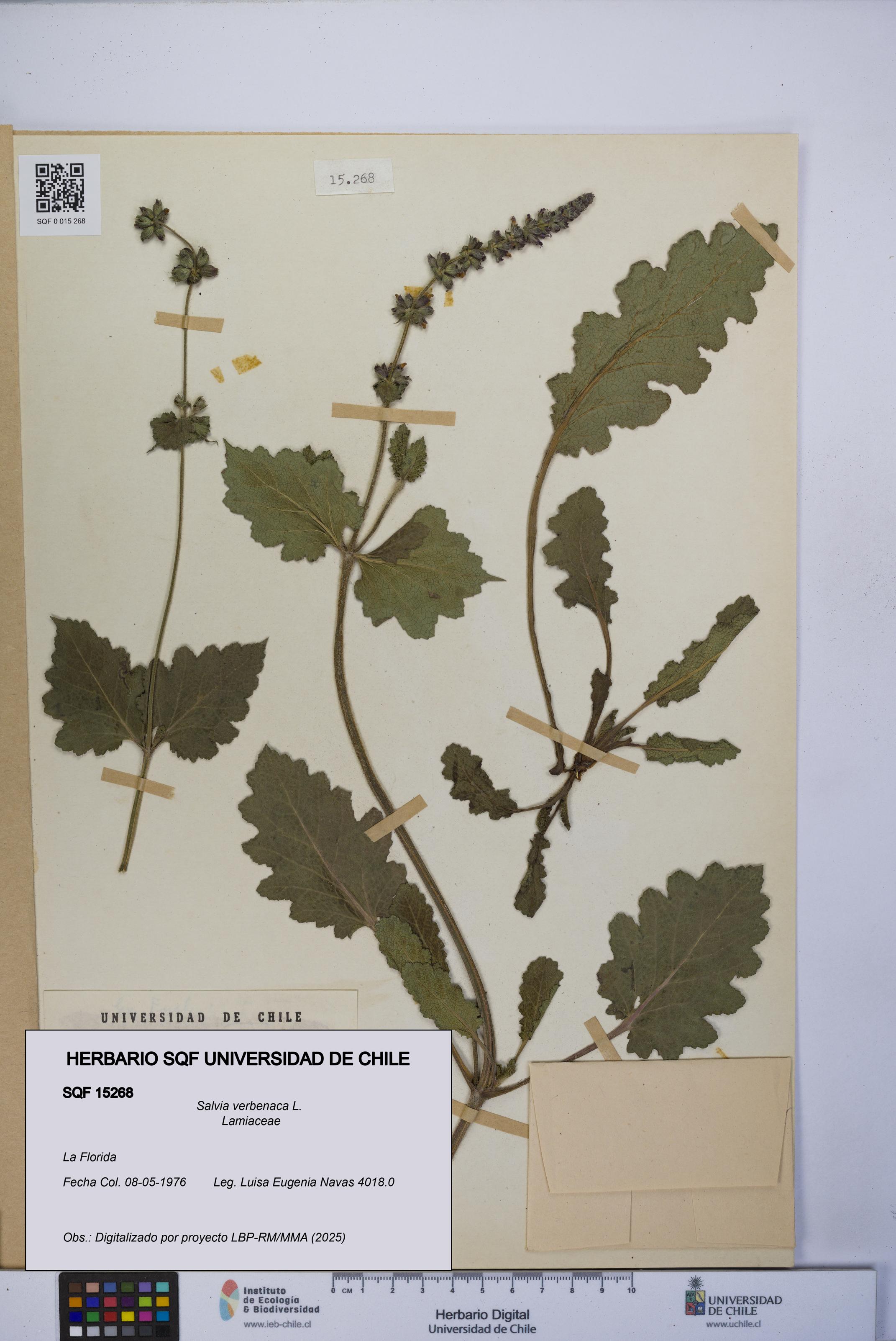 Salvia verbenaca [Espécimen: UCH:SQF:0015268]