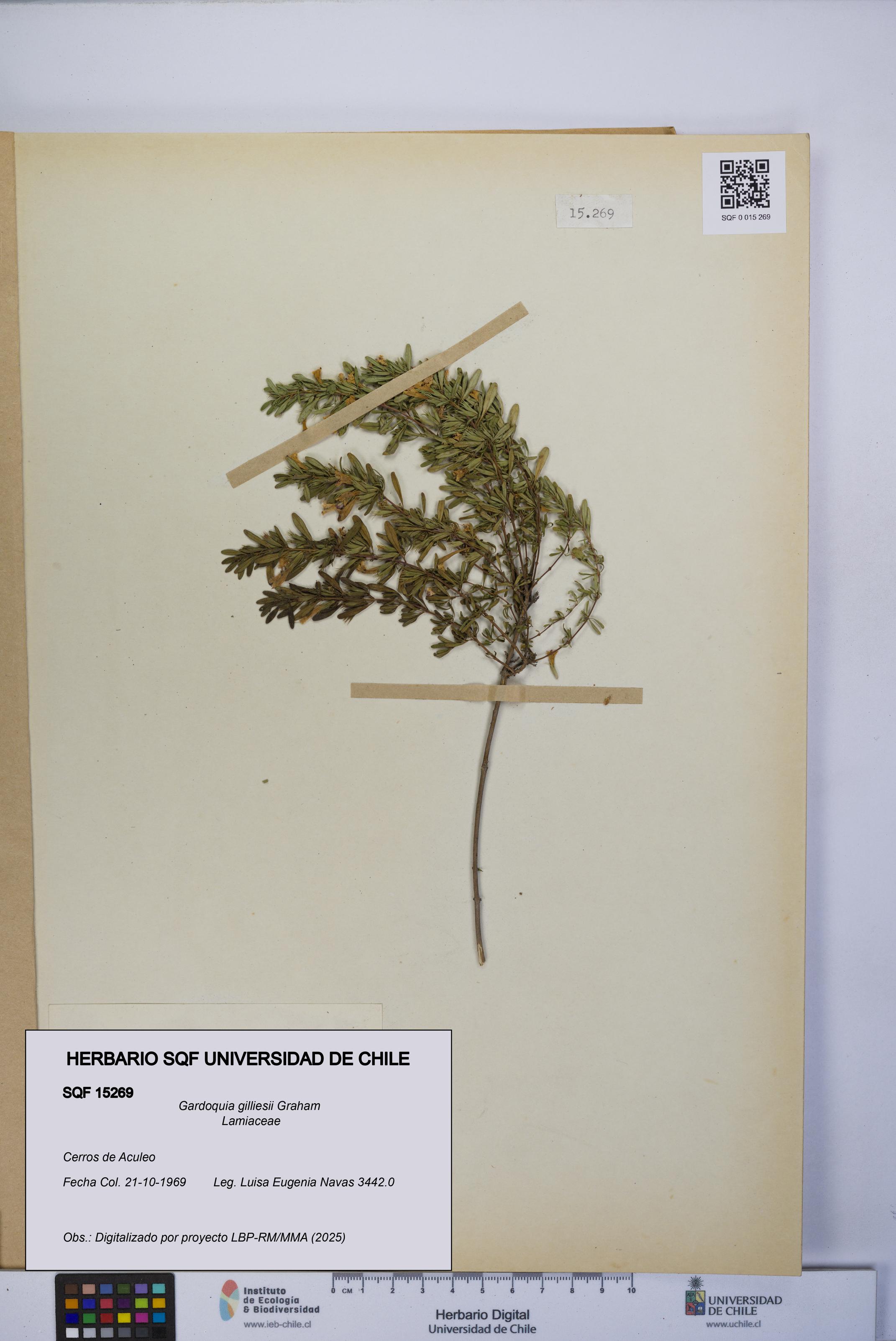 Gardoquia gilliesii [Espécimen: UCH:SQF:0015269]