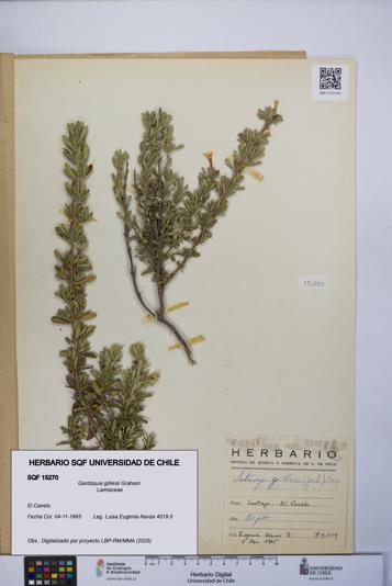 Gardoquia gilliesii [Espécimen: UCH:SQF:0015270]