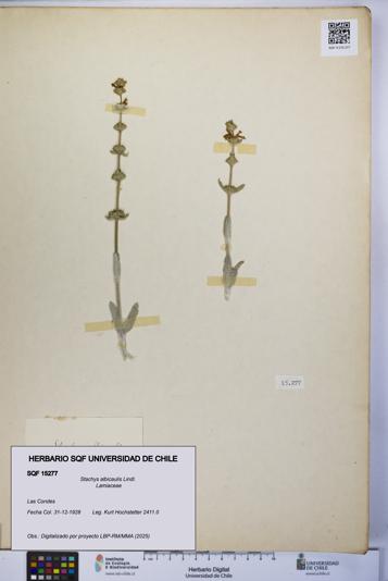 Stachys albicaulis [Espécimen: UCH:SQF:0015277]